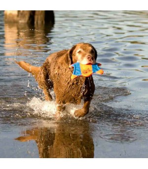 Chien qui joue avec le flying écureuil Chuckit!