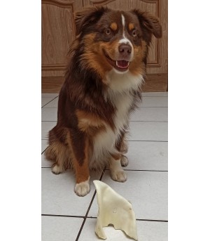 friandise naturelle oreille de porc soufflée mastication pour chien.