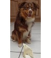 friandise naturelle oreille de porc soufflée mastication pour chien.