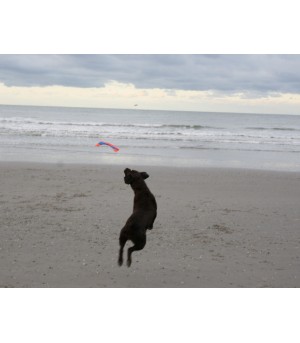 Chien qui joue avec le flying squirrel.