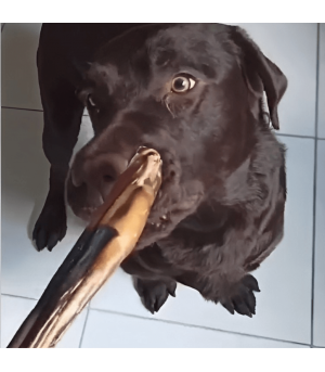 Mastication nerf de boeuf pour chien.