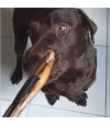 Mastication nerf de boeuf pour chien.