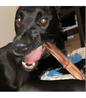 Nerf de bœuf mastication pour chien