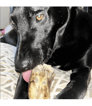 Corne de boeuf pleine pour chien.