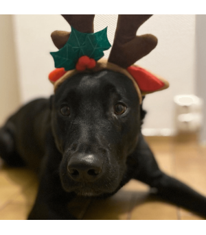 Serre-tête renne déguisement Noel pour chien et chiot.