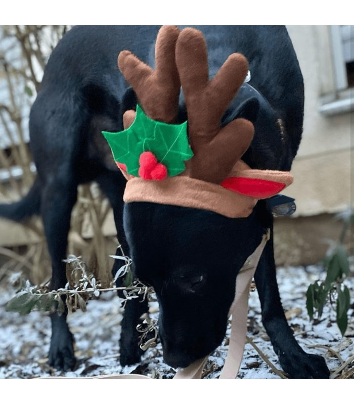 Déguisement de noël pour chien renne.