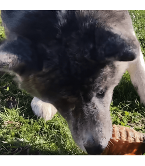 Trachée de boeuf pour chien, mastication naturelle.