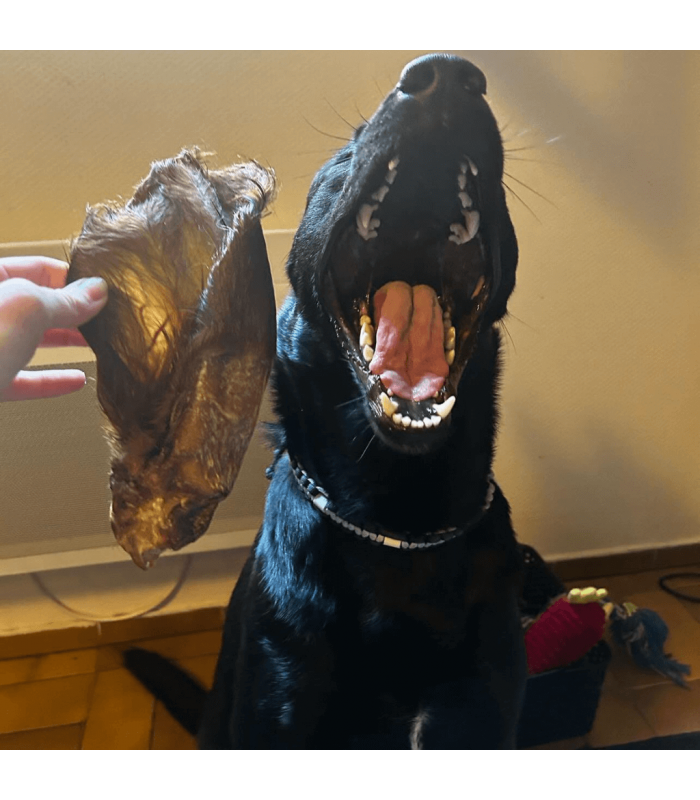 Oreille de bœuf avec poils mastication pour chien | Paws Détente