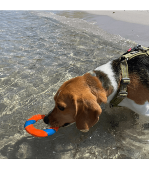 Jouet flottant chuckit pour chien.