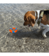 Jeu flottant ring chuckit pour chien.