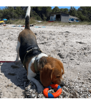 Chien qui joue avec le ring chuckit!.