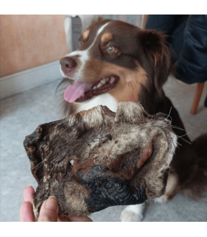 Chien qui mastique un museau de boeuf avec poils.