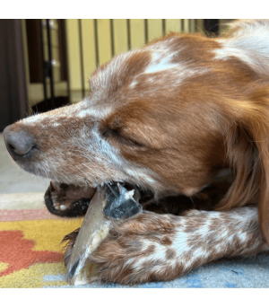 Chien qui mastique un sabot de veau.