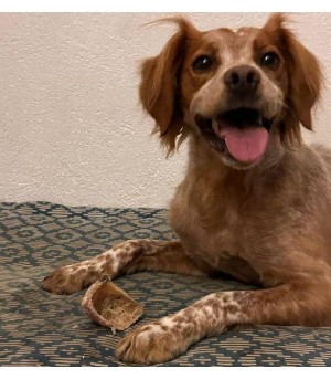 Mastication pour chien, le sabot de boeuf fourré.