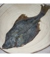poisson plat pour chien.