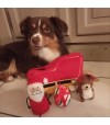 Chien berger mini américain avec peluche de fouille zippypaws de noël.