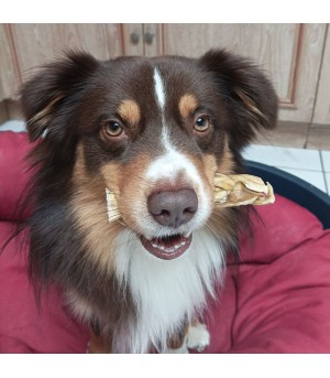 Chien avec une tresse de buffle.