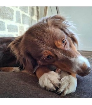 Chien qui mastique une tresse de buffle.