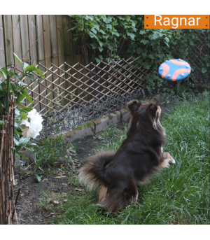 Chien qui joue avec le frisbee whistle flight  de chuckit!