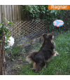 Chien qui joue avec le frisbee whistle flight  de chuckit!