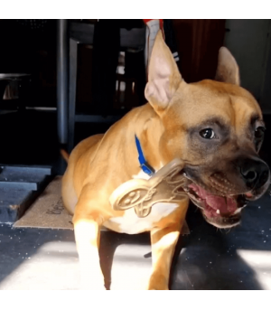 Chien qui mâche le jouet sodapup pain d'épice.