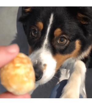 chien qui mange des boules de fromage soufflées.
