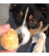 chien qui mange des boules de fromage soufflées.