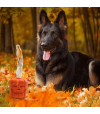 Jouet à garnir sodapup pour chien jackolantern oreille de lapin.