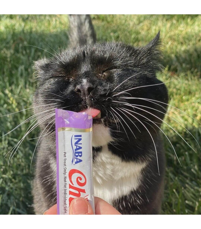 Chat avec churu crevette.