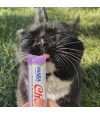 Chat avec churu crevette.