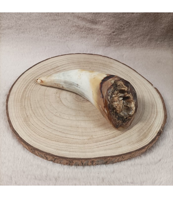 Corne de boeuf taille L pour grand chien.