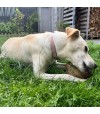 Chien qui mastique un flétan.