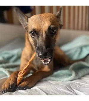 Chien qui mâche un filet de poulet.