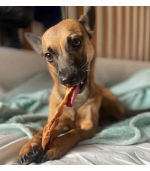 Chien qui mastique un filet de poulet.