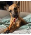 Chien qui mastique un filet de poulet.