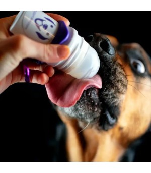 Chien avec doggyroller.