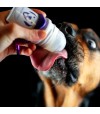 Chien avec doggyroller.