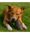 Mastication durable pour grand chien, sabot de cheval plein.