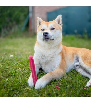Shiba inu qui mastique un fromage de yak  à la fraise.