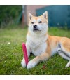 Shiba inu qui mastique un fromage de yak  à la fraise.
