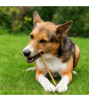 Chien qui mastique une trachée de dinde. Chien qui mastique une trachée de dinde.
