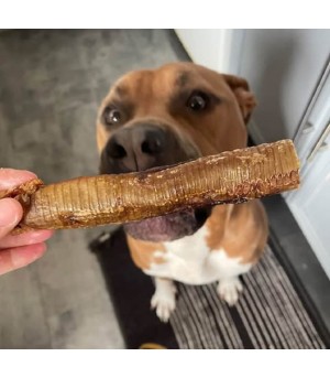 Chien qui mastique une trachée d'autruche.