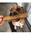 Chien qui mastique une trachée d'autruche.