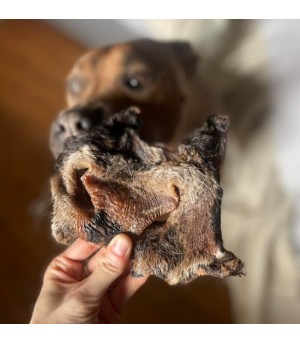 Mastication du museau de boeuf avec poils par un molossse.