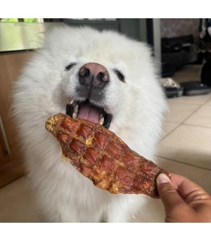 Samoyède qui mâche un filet de poulet.