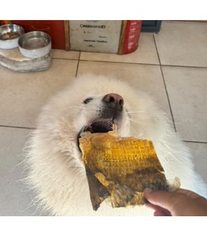 Chien qui mastique une peau de carpe.
