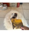 Chien qui mastique une peau de carpe.