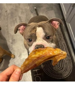 Bully qui mache une aile de dinde.