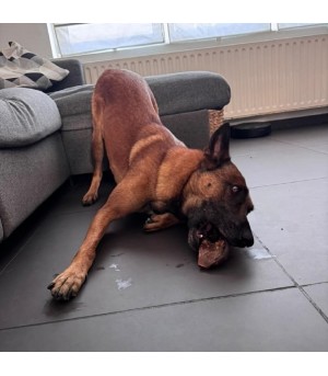 Chien qui mâche une peau de chameau.