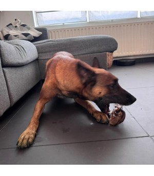 Grande peau de chameau pour chien.